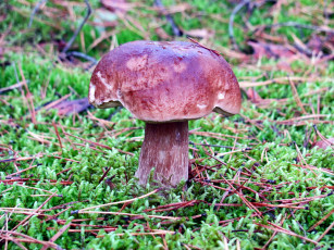 Картинка природа грибы боровик