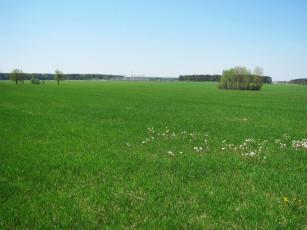 Картинка природа луга простор трава