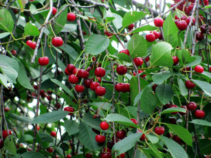 Картинка природа Ягоды вишня