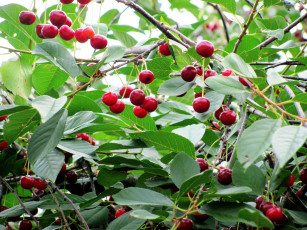 Картинка природа Ягоды вишня