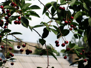 Картинка природа Ягоды вишня