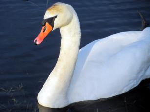 Картинка животные лебеди красавец