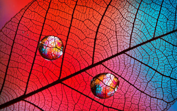 Картинка природа макро лист капли