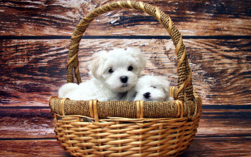 Картинка животные собаки доски корзина белые щенки