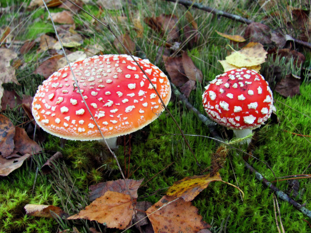 Обои картинки фото природа, грибы,  мухомор, крапинки