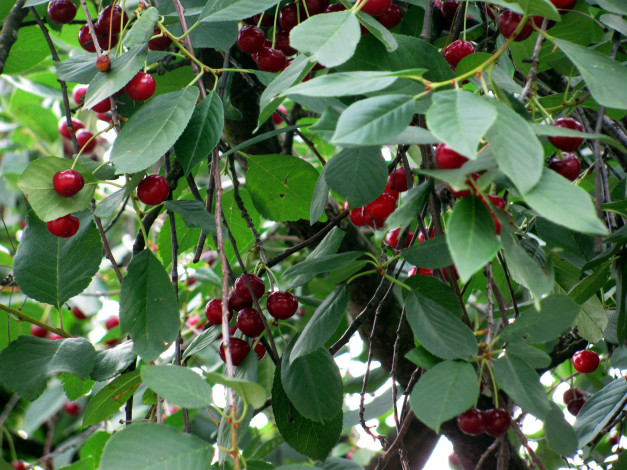 Обои картинки фото природа, Ягоды, вишня