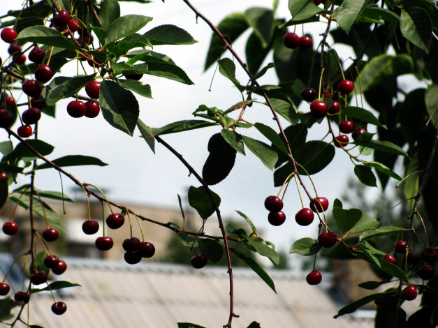 Обои картинки фото природа, Ягоды, вишня