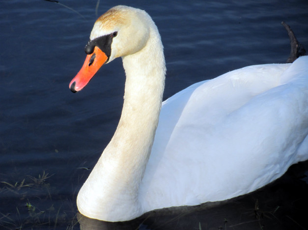 Обои картинки фото животные, лебеди, красавец