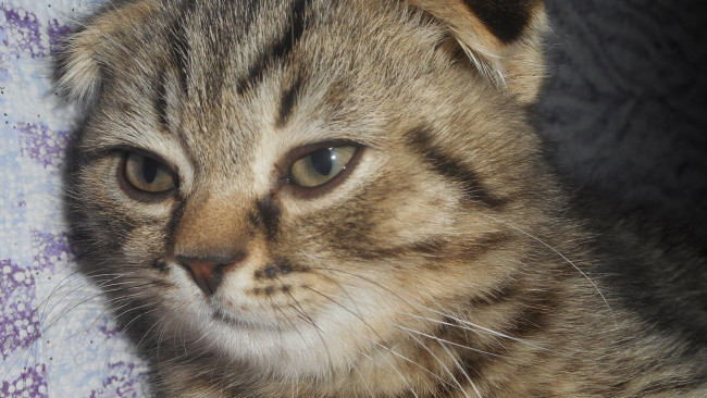 Обои картинки фото котик, животные, коты, котёнок