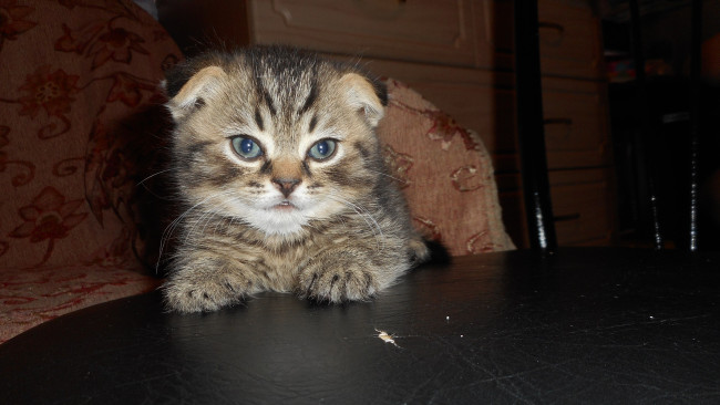 Обои картинки фото котик, животные, коты, котёнок