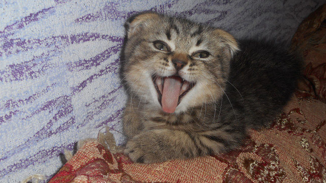 Обои картинки фото котик, животные, коты, котёнок