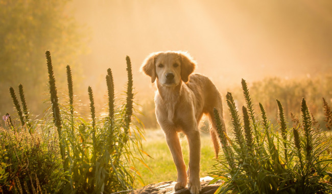 Обои картинки фото животные, собаки, собака, взгляд, фон