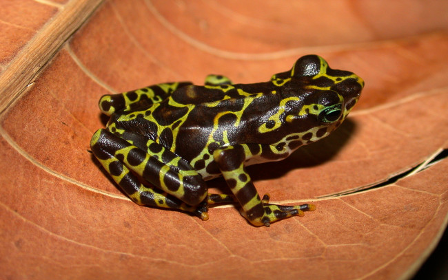 Обои картинки фото животные, лягушки, лист, пятна, ядовитая, лягушка