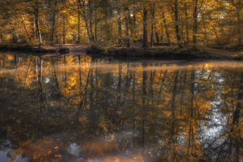 Картинка природа реки озера лес река