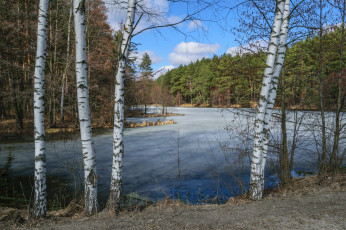 Картинка природа реки озера лес река