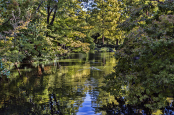 Картинка природа реки озера река лес