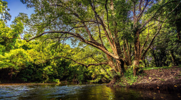 Картинка природа реки озера вода река деревья