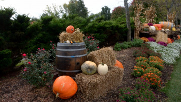 Картинка еда тыква бочка композиция телега цветы