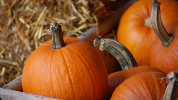 Картинка еда тыква урожай