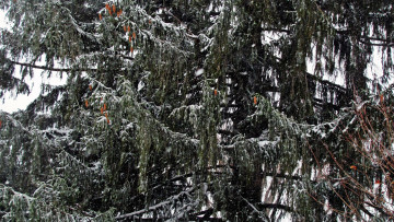 Картинка природа деревья шишки ель дерево