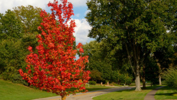 Картинка природа дороги деревья шоссе