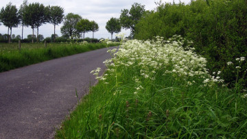 Картинка природа дороги дорога деревья кусты проселочная