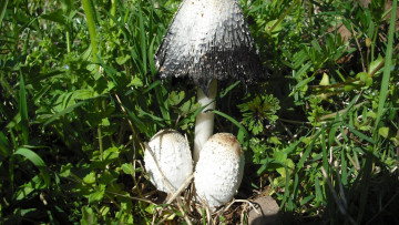 Картинка природа грибы семейка