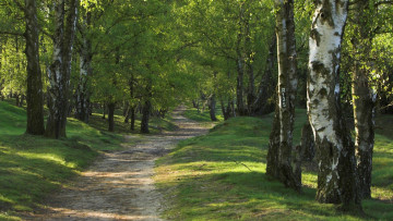 Картинка природа лес березы дорога лесная