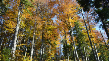 Картинка природа лес осень