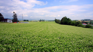 Картинка природа поля лето