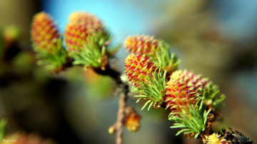 Картинка природа шишки +жёлуди +каштаны боке весна