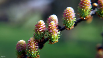 Картинка природа шишки +жёлуди +каштаны боке весна