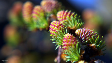 Картинка природа шишки +жёлуди +каштаны боке весна