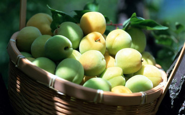 Картинка еда персики +сливы +абрикосы абрикосы