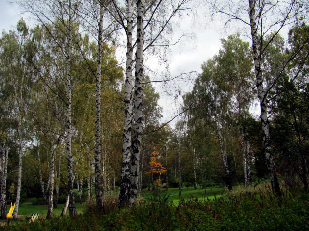 Обои картинки фото природа, парк, осень, березы