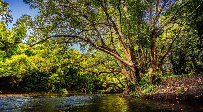 Обои картинки фото природа, реки, озера, вода, река, деревья