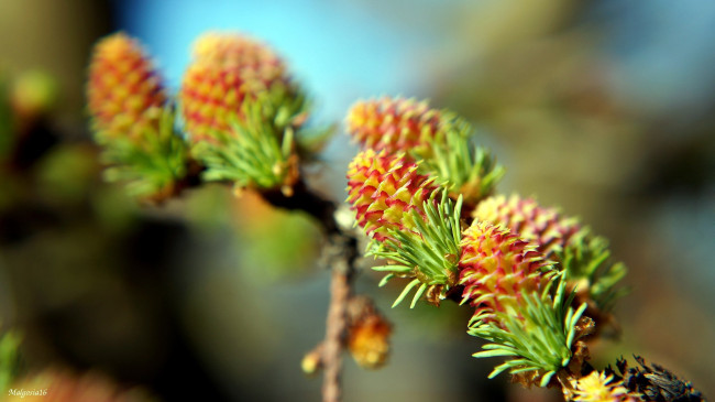 Обои картинки фото природа, шишки,  жёлуди,  каштаны, боке, весна