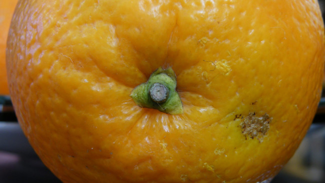 Обои картинки фото еда, цитрусы, апельсин