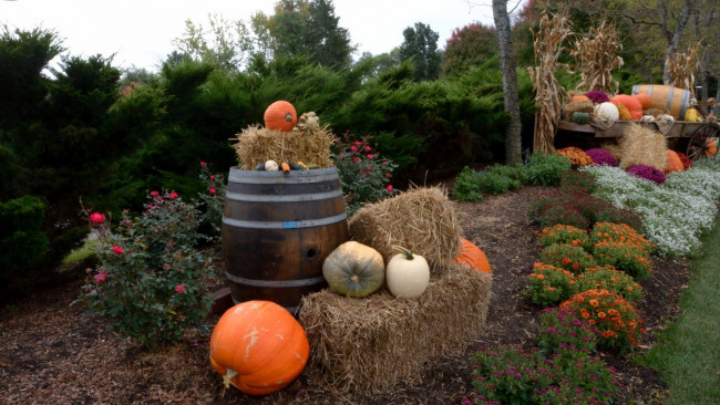 Обои картинки фото еда, тыква, бочка, композиция, телега, цветы