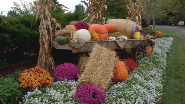 Обои картинки фото еда, тыква, композиция, хризантемы, тыквы, бочка, телега