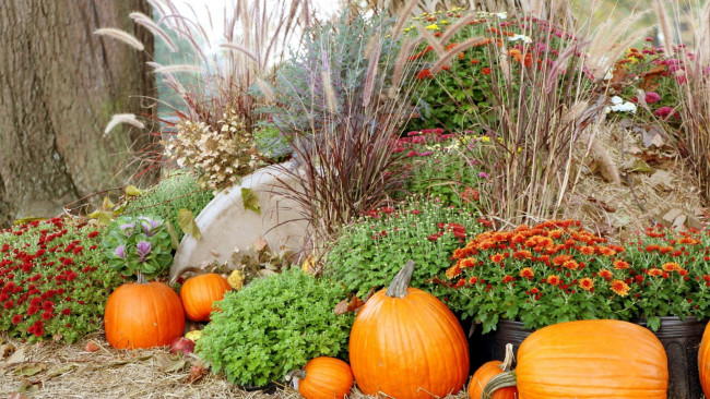 Обои картинки фото еда, тыква, тыквы, урожай, хризантемы, композиция