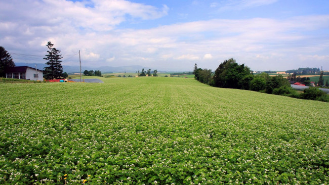 Обои картинки фото природа, поля, лето