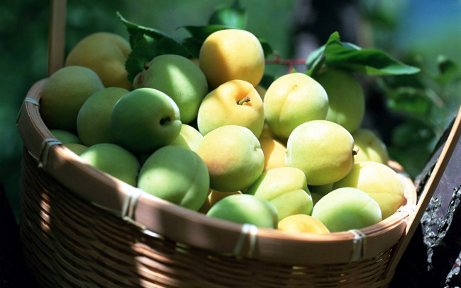 Обои картинки фото еда, персики,  сливы,  абрикосы, абрикосы