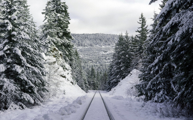 Обои картинки фото природа, зима, снег, деревья