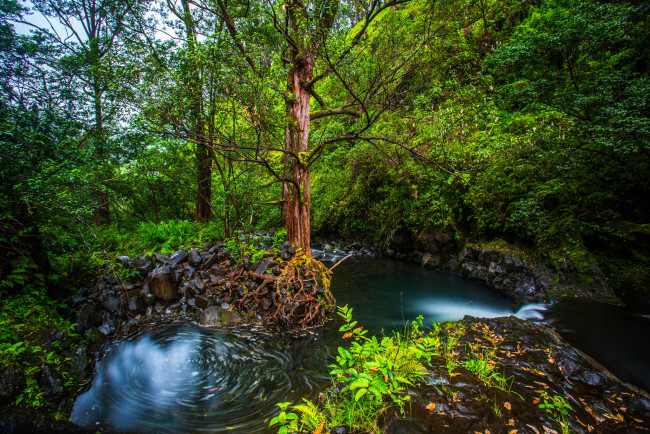 Обои картинки фото природа, реки, озера, река, лес