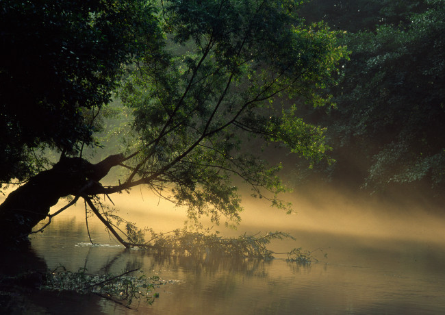 Обои картинки фото природа, реки, озера, лес, река