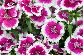 Картинка цветы гвоздики шабо