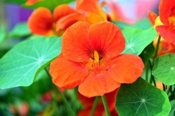 обоя цветы, настурции, оранжевый
