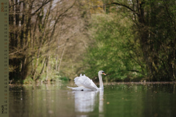 обоя календари, животные, растения, лебедь, водоем