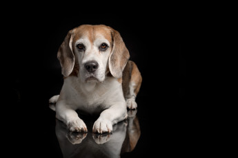 Картинка животные собаки пес